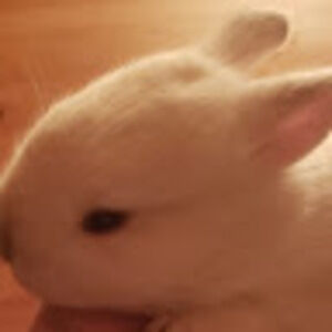 Meet your Posher, Bunny’s